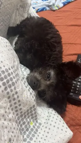 Poodle Toy mini macho