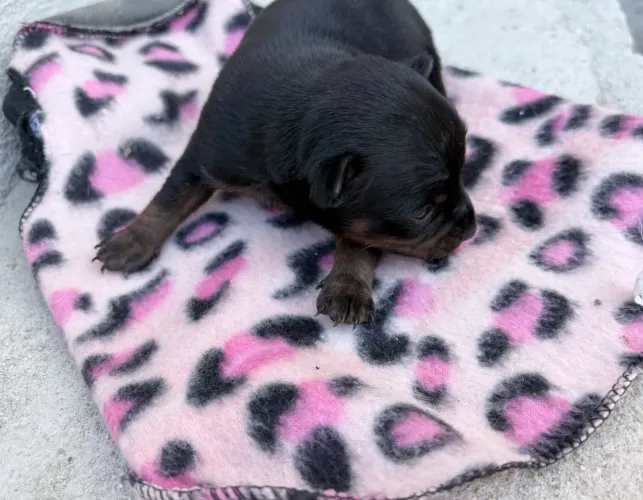 Pinscher.