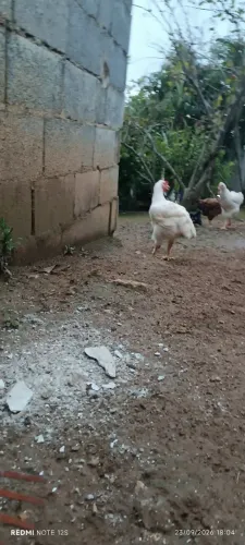 Frango gsb 