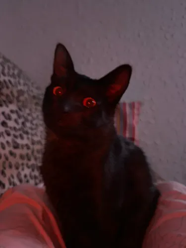 Gato preto