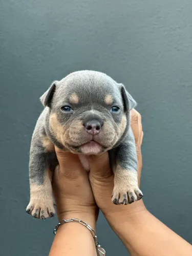AMERICAN BULLY MICRO - FÊMEA 