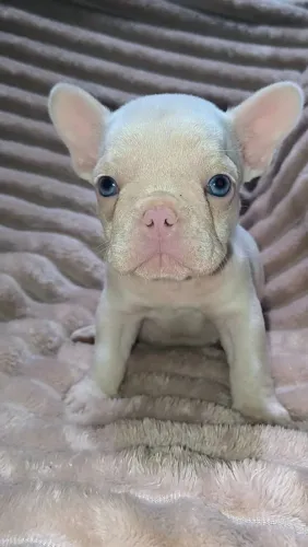 Buldogue francês, albino