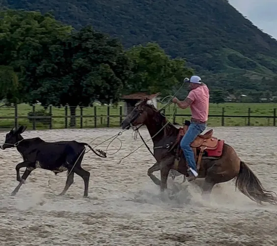 Cavalo quarto de milha de laço