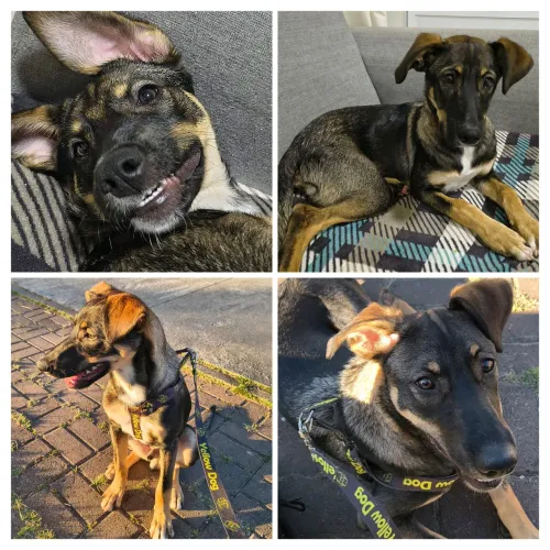 BOB | Adoção Filhote Cachorro Doação