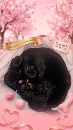 Vendo lindas fêmea de pincher 