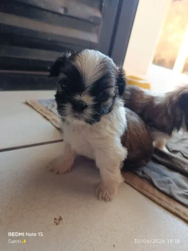 Shih Tzu Macho