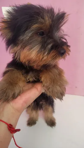 Machinho de yorkshire bem pequenininho não cresce mais