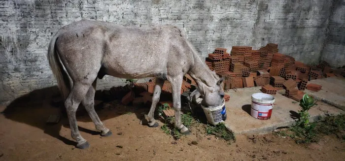 Cavalo de sela em Mossoró 