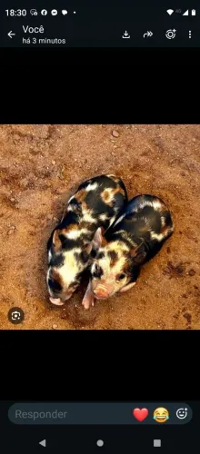 Porcos da raça caruncho ou paquinha para compra fêmea