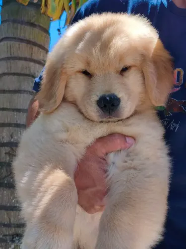 Filhote de Golden Retriever fêmea disponível 