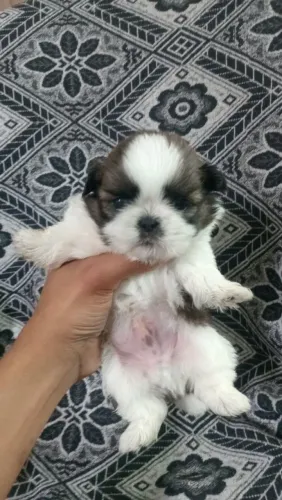 Shihtzu filhote