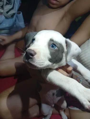 FILHOTES DE PITBULL fêmea de olhos azuis e macho branco com manchas cinzas