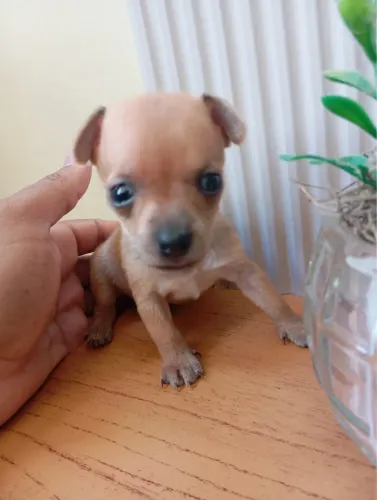 Pet