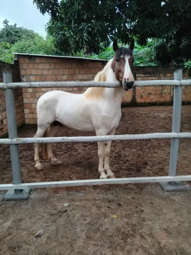 Cavalo manga larga