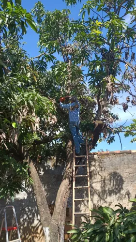 Poda de árvores