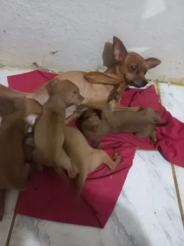 Vende-se cachorro pincher, 1 mês e 3 dias.