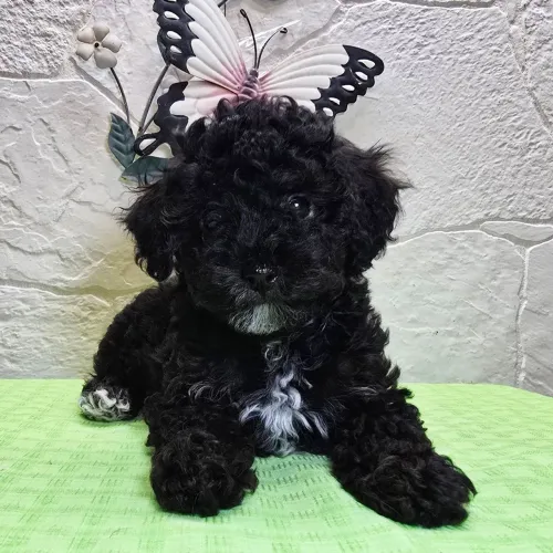 Poodle Toy Black/Inteligência e fofura