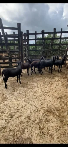 Ovelhas da raça Santa Inês