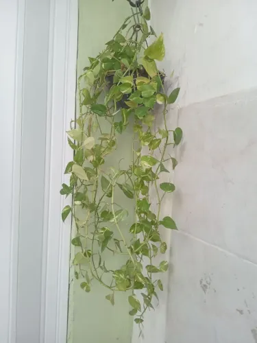 Planta jiboia