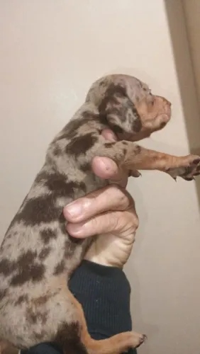 filhotes macho e fêmea dachshund teckel salsicha cofap basset