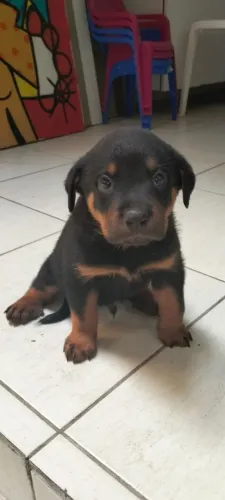 Rottweiler Filhotes