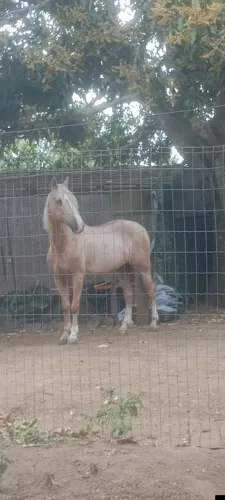 Cavalo