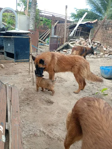 cachorro 