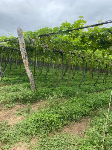 VENDO LOTE RURAL no N8 