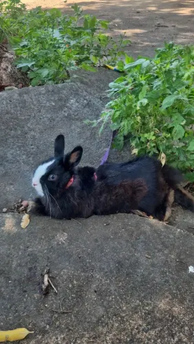 FRAJOLA, 5 MESES