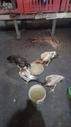 Franga Carioca 