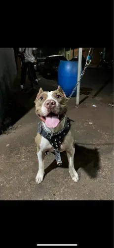Pit bull