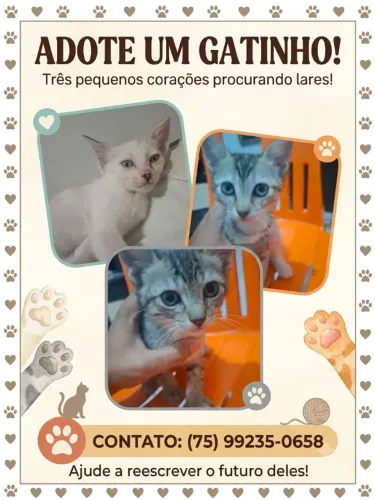 Gatos para adoção