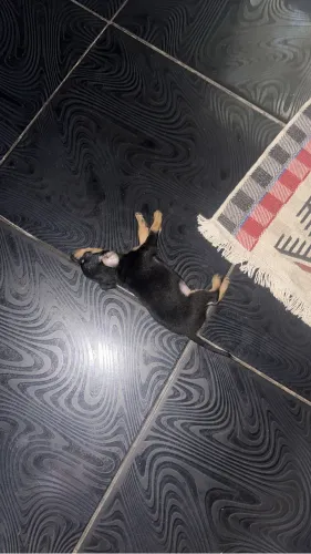 Vendo filhotes de pincher número 2 