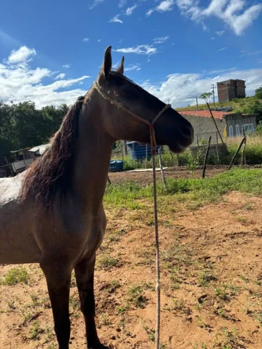 Potro mangalarga marchador 