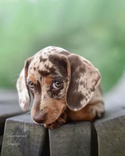 Basset teckel lindo e saudável