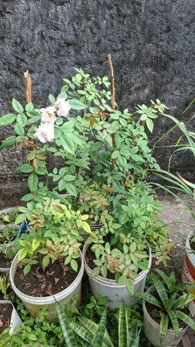 Rosa, planta. Valor: 15,00 reais cada.