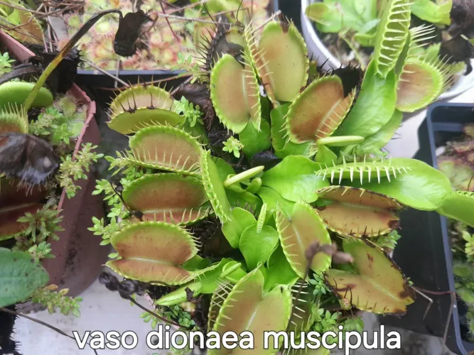 Plantas carnívoras 