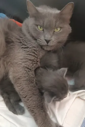 Russian blue