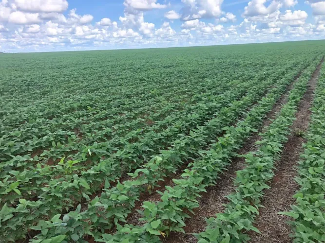 Fazenda 13.534hec em Sinop MT. 7.300hec em lavoura R$: 8.760.000 sacas de soja 