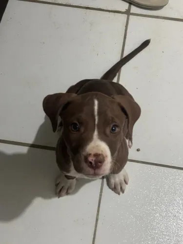 VENDO PITBULL MACHO 
