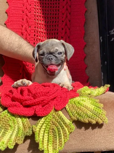 Pug puros