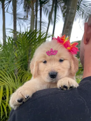 Filhotes de Golden Retriever Machos e Fêmeas Pedigree CBKC