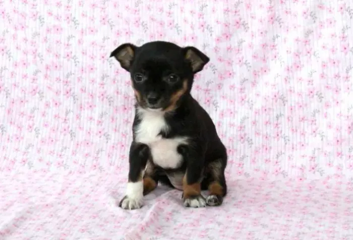 Lindos filhotes de Chihuahua disponíveis hoje
