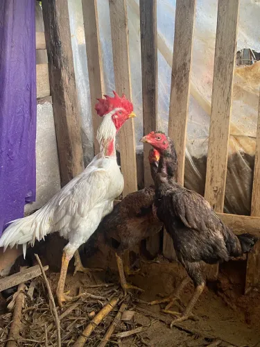 Vendo galo body inglês galinhas índias 