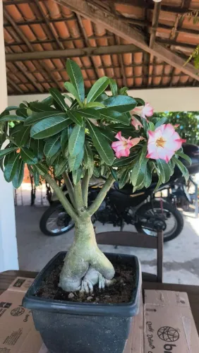 Plantas