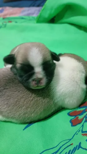 Animais de estimação