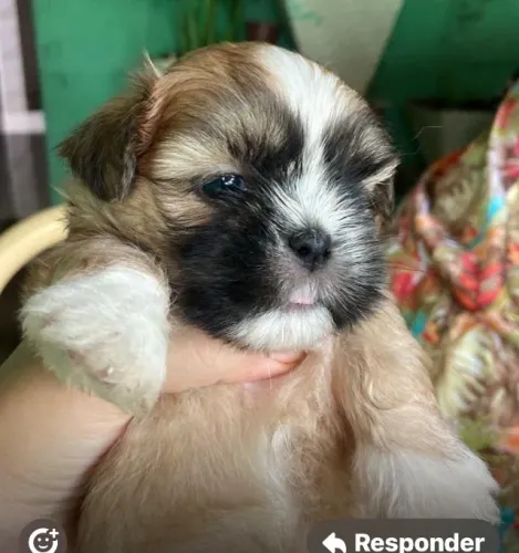 Shih tzu rechonchudo 