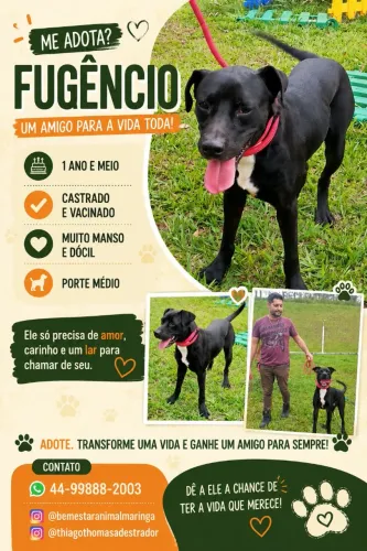 Doação Dócil e companheiro