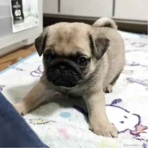 Filhote de cachorro pug dócil de linhagem selecionada e dócil saudável