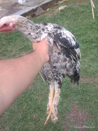 Frangos Brahma 